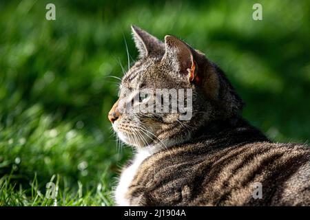 Une vue latérale d'un chat tabby au soleil, avec une faible profondeur de champ Banque D'Images