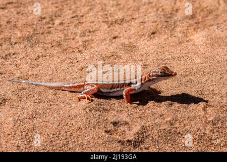 Lézard piqué à la pelle, Meroles anchietae, lézard orange dans le sable en Namibie Banque D'Images