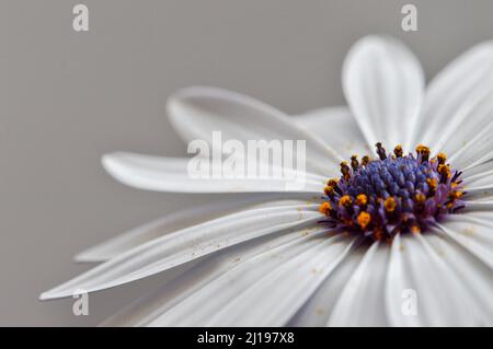 Fleur de pâquerette africaine blanc macro Banque D'Images