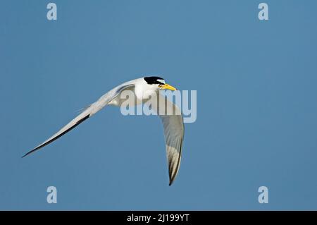 Le moins de sternum (Sternula antillarum) en vol Banque D'Images