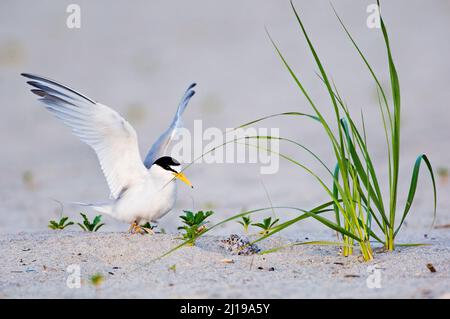 Le petit sternum (Sternula antillarum) débarque au nid avec un très jeune poussin Banque D'Images