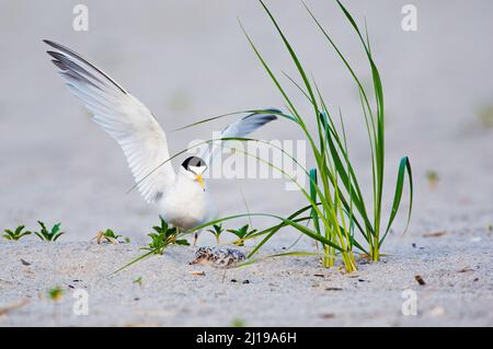 Le petit sternum (Sternula antillarum) débarque au nid avec un très jeune poussin Banque D'Images