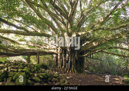 grand baobab à hawaï. Photo de haute qualité Banque D'Images