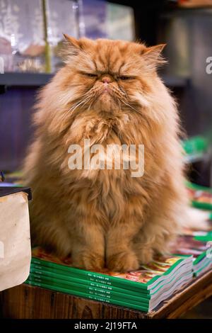 Un joli chat de Garfield brun à poil long dans une librairie Banque D'Images