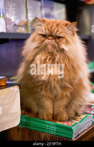 Un joli chat de Garfield brun à poil long dans une librairie Banque D'Images