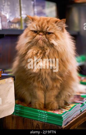 Un joli chat de Garfield brun à poil long dans une librairie Banque D'Images