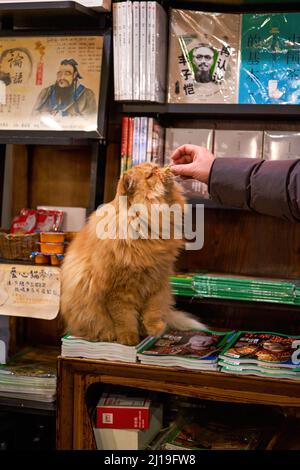 Un joli chat de Garfield brun à poil long dans une librairie Banque D'Images