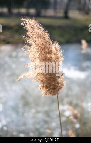 Un portrait d'une herbe humide connue sous le nom de roseau commun Banque D'Images