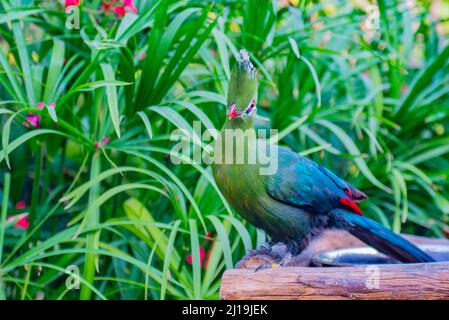 Turaco habit principalement des couronnes d'arbres dans les zones boisées Banque D'Images