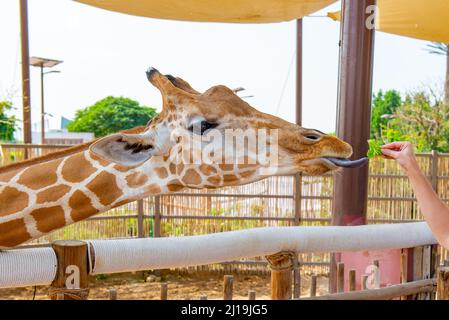 une girafe en gros plan mangeant de l'herbe des mains Banque D'Images