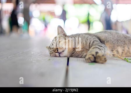 Un chat gris drôles dort après avoir pris une racine de copperleaf indien (catnip) sur le plancher de bois. Banque D'Images