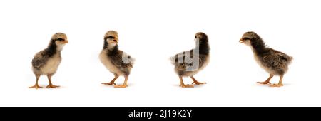 Isolé Baby Mini Wyandotte Chick sur blanc fond transparent couverture avec vert jardin bokeh flou arrière-plan. Banque D'Images