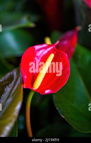 Une bougie fleur lumineuse en fleur à vendre dans un marché aux fleurs Banque D'Images