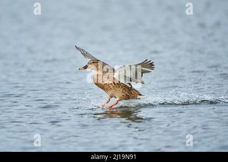 Femelle de canard sauvage (Anas platyrhynchos) débarquant sur un lac, Bavière, Allemagne Banque D'Images