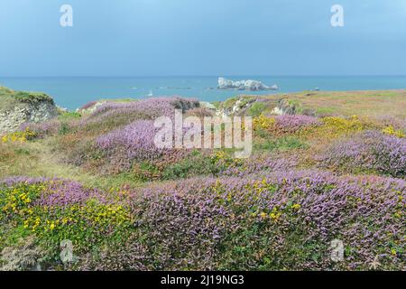 Bruyère de cloche (Erica cinerea) et gorse (Ulex europaeus) sur la côte, Pointe de Penhir, Bretagne, France Banque D'Images