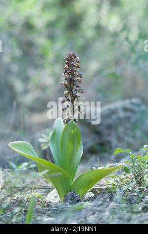 Orchidée géante (Barlia robertiana), orchidée géante, Majorque, Espagne Banque D'Images