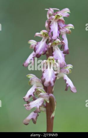 Orchidée géante (Barlia robertiana), orchidée géante, Majorque, Espagne Banque D'Images