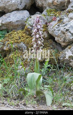 Orchidée géante (Barlia robertiana), orchidée géante, Majorque, Espagne Banque D'Images