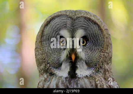 Grand hibou gris (Strix nebulosa), adulte, portrait, alerte, captif, Allemagne Banque D'Images