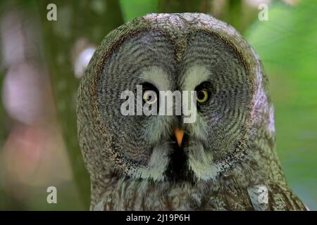 Grand hibou gris (Strix nebulosa), adulte, portrait, alerte, captif, Allemagne Banque D'Images