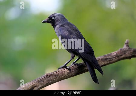 La calaque occidentale eurasienne (Coloeus monedula), adulte, sur la perche, Rhénanie-Palatinat, Allemagne Banque D'Images