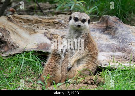 Meerkats (Suricata suricata), adulte, deux petits, femme, mère avec des petits, tétée, à la terrier, captive Banque D'Images