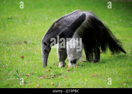 Anteater géant (Myrmecophaga tridactyla), adulte, fourragent, captif Banque D'Images