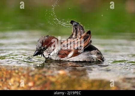 Maison Sparrow (Passer domesticus), adulte, homme, baignade, dans l'eau, bassin de jardin, Rhénanie-Palatinat, Allemagne Banque D'Images