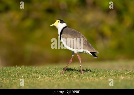 lapin masqué (Vanellus Miles) oiseau adulte sur pelouse, jardins botaniques royaux, Sydney, Nouvelle-Galles du Sud, Australie Banque D'Images