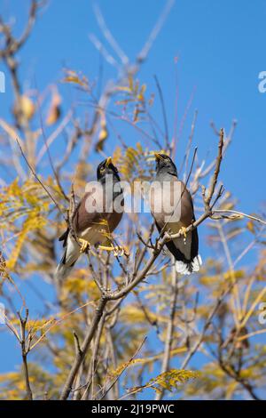 Myna commune (Acridotheres tristis) deux oiseaux adultes dans un arbre, Melbourne, Victoria, Australie Banque D'Images