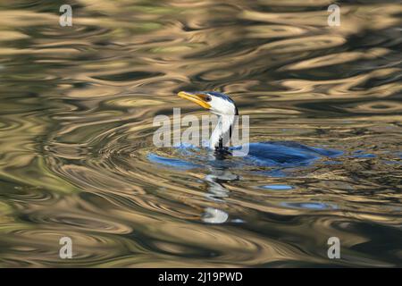 Petit cormorant à pied (Microcarbo melanoleucos) oiseau adulte sur un lac, Melbourne, Victoria, Australie Banque D'Images