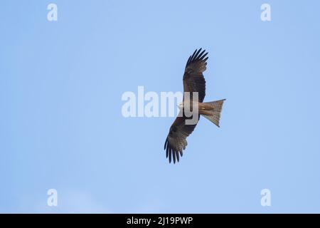 Cerf-volant noir (Milvus migrans) oiseau adulte en vol, Queensland, Australie Banque D'Images