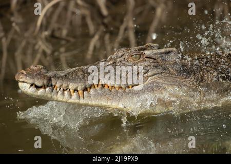 Crocodile d'eau salée (Crocodylus porosus) adulte nageant dans une rivière, rivière Daintree, Queensland, Australie Banque D'Images