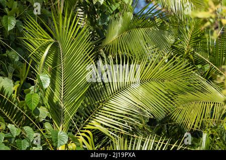 Palmier fan australien (Licuala ramsayi) qui pousse dans une forêt tropicale, rivière Daintree, Queensland, Australie Banque D'Images