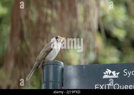 Noisy mineur (Manorina melanocephala) oiseau adulte sur un panneau de parc, Sydney, Nouvelle-Galles du Sud, Australie Banque D'Images