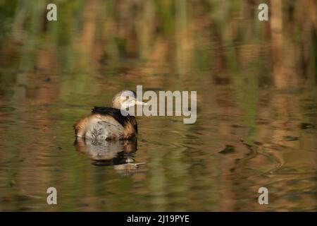 Grebe australasien (Tachybaptus novaehollandiae) oiseau adulte en plumage hivernal sur un lac, Melbourne, Victoria, Australie Banque D'Images