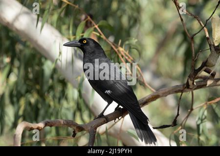 Pied currawong (streppera granculina) oiseau adulte dans un arbre, Victoria, Australie Banque D'Images