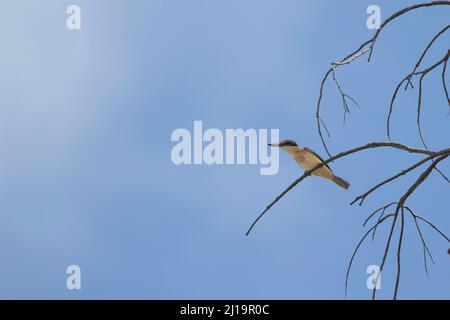 Oiseau adulte dans un arbre, Port douglas, Queensland, Australie Banque D'Images