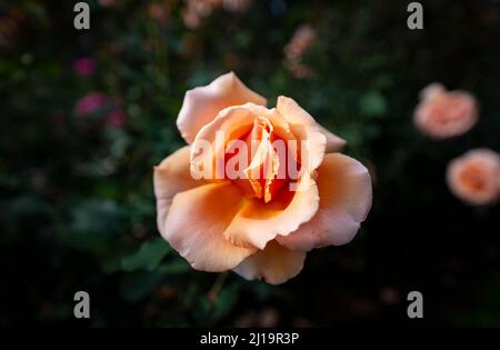 Rose arbustive (Rosa), orange, International Rose Test Garden, Portland, Oregon, États-Unis Banque D'Images