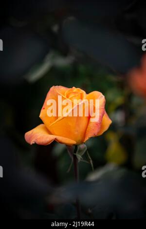 Rose arbustive (Rosa), orange, International Rose Test Garden, Portland, Oregon, États-Unis Banque D'Images