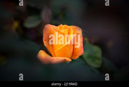 Rose arbustive (Rosa), orange, International Rose Test Garden, Portland, Oregon, États-Unis Banque D'Images