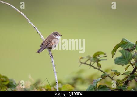 Garden Warbler (Sylvia borin) assis dans un blackberry Bush, Texel, Hollande-Nord, pays-Bas Banque D'Images