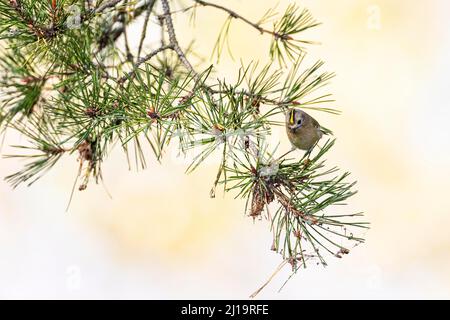 Goldcrest (Regulus regulus) pourrisseur dans un pin, JuodkrantÄ—, Curonian Spit, Klaipeda, Lituanie Banque D'Images