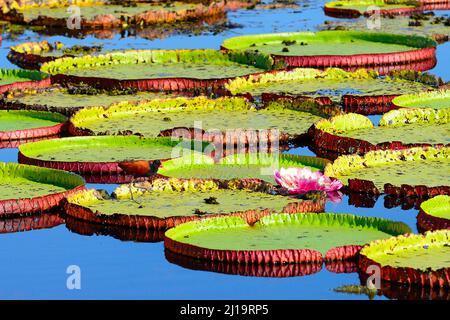 Étang avec nénuphars amazoniennes (Victoria amazonica), Pantanal, Mato Grosso, Brésil Banque D'Images