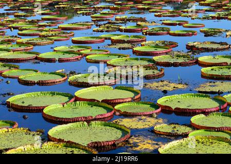 Étang avec nénuphars amazoniennes (Victoria amazonica), Pantanal, Mato Grosso, Brésil Banque D'Images