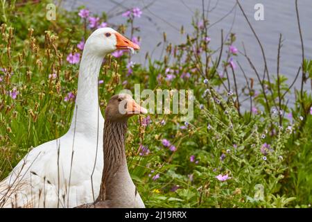 Printemps en Crète, Oies (Anserem) brun, Oies (Anserem) blanc, herbe, fleurs, Lac, Agia, Crète de l'Ouest, Ile de Crète, Grèce Banque D'Images