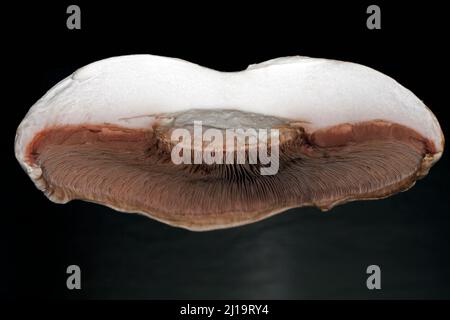 Gros plan des lamelles brunes d'un champignon de cheval divisé en deux (Agaricus arvensis), photographie de studio avec fond noir Banque D'Images