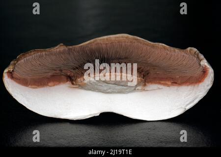 Gros plan des lamelles brunes d'un champignon de cheval divisé en deux (Agaricus arvensis), photographie de studio avec fond noir Banque D'Images