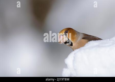 Hawfinch (Coccothrautes coccothrautes) dans la neige, hiver, Forêt thuringeoise, Thuringe, Allemagne Banque D'Images