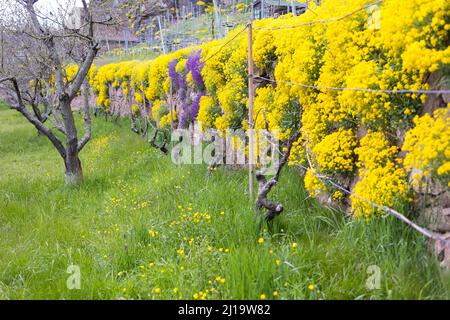 Floraison du madwort de montagne (Alyssum montanum) sur les murs d'un vignoble, les vignobles au cours d'eau du village de Niederau et les marches de chat, Meissen, Saxe Banque D'Images